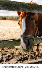 Defocus Little Horse At Small Zoo. Horse Smile. Funny Horses, Funny Animal Face. Silly Horse Looking At Me. Out Of Focus.