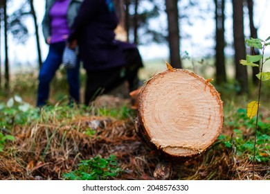 Defocus log of pine tree in autumn forest. Saw cur wood. Saw cut of a large pine tree. Nature wood outside, outdoor. People silhouettes on background. Sawmill industry. Out of focus.