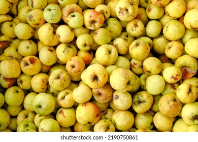 Defocus Many Yellow Fruits Background. Green Apple Texture, Lots Of Green Apples. Apples Storage. Bunch Of Green Delicious Apples In A Box In Supermarket. Natural And Organic. Copy Space Out Of Focus.