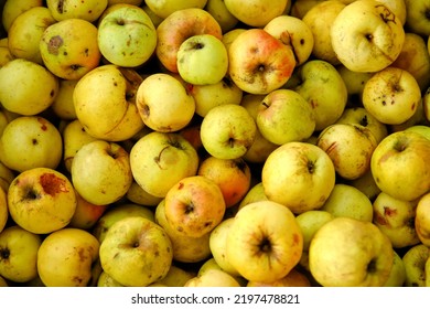 Defocus Many Yellow Fruits Background. Green Apple Texture, Lots Of Green Apples. Apples Storage. Bunch Of Green Delicious Apples In A Box In Supermarket. Natural. Out Of Focus.