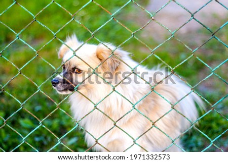 Defocus pekingese dog on the grass looking through metal fence. Portrait of a dog behind an iron fence standing at a fence looking at the camera. Out of focus.