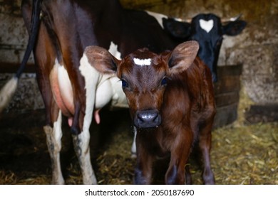 Defocus Portrait Of Cow With Baby Calf Standing In Barn With Hay. Brown Chocolate Baby Cow Calf Standing At Stall At Farm Countryside And Looking At Camera. Surprised Or Scared. Out Of Focus.