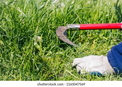 Defocus scythe with green grass. Close-up farmer sharpening his scythe for using to mow the grass traditionally. Red scythe. Hand in white gloves. Out of focus.