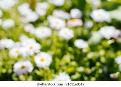 Defocus White Small Blooming Flowers, Daisies In Garden On Sunny Day Outdoors. Nature Spring Time Abstract.