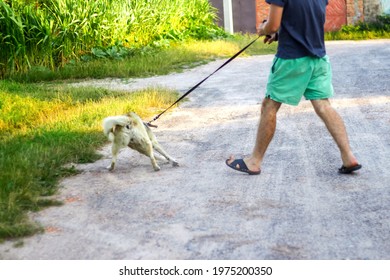 Defocus Young Man Walking With A Dog (siberian Laika Husky) In The Village, Countryside. Summertime, Side View. The Pet Drags The Owner With Force. Wide Step. Out Of Focus.