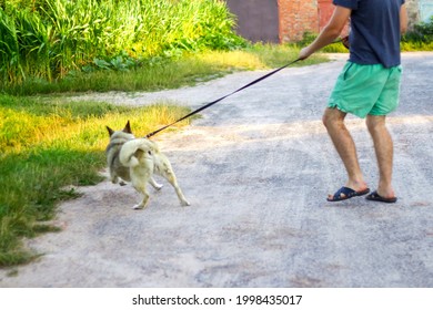 Defocus Young Man Walking With A Dog (siberian Laika Husky) In The Village, Countryside. Summertime, Side View. The Pet Drags The Owner With Force. Out Of Focus.