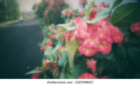 Defocused Absract Background Of Flower