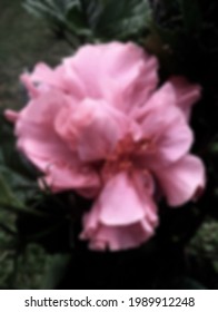 Defocused Absract Backround Of Hibiscus Flower