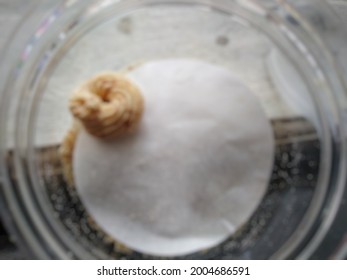 Defocused, abstrack or background of cookies