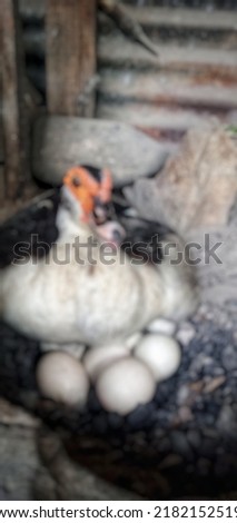 Similar – Foto Bild 5 halbe Broiler bitte!