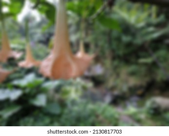 Defocused Abstract Background Of Amethyst Flower