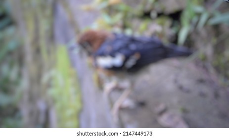 defocused abstract background of anis bird from nusa southeast. This bird is said to be endemic only in the Nusa Tenggara region, the Indonesian archipelago.