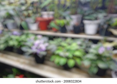 Defocused Abstract Background of Beautiful Variant Flower displays for sale at greenhouse  - Shutterstock ID 2008322834