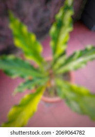 Defocused Abstract Background Of Broad Leaf Plant, Green Color, Wavy, Unique.