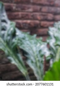 Defocused Abstract Background Of Broad Leaf Plant