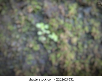 Defocused Abstract Background Of Bryophyta