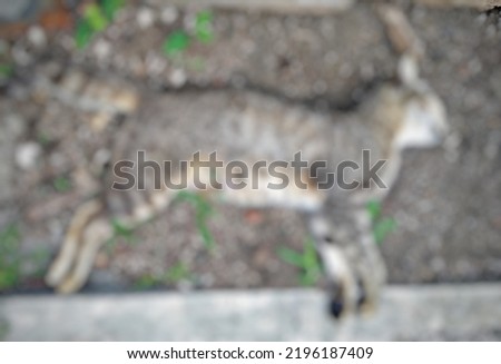 Defocused Abstract Background Of Cat