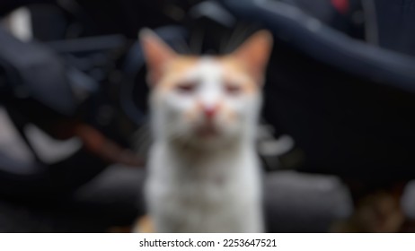 Defocused abstract background in cat photo