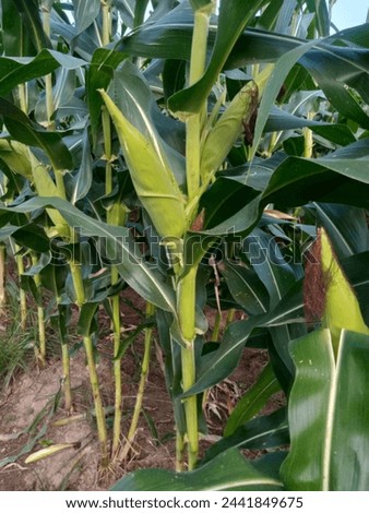 defocused abstract background of corn plants