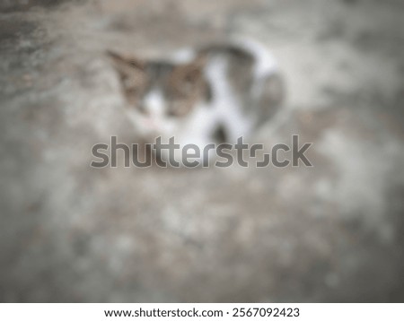 Similar – Image, Stock Photo left Small Love of animals