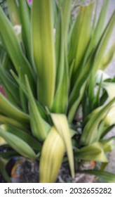 Defocused Abstract Background Of Decorative Pandanus Flower