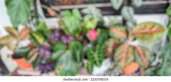 defocused abstract background of decorative plants - Shutterstock ID 2233708319