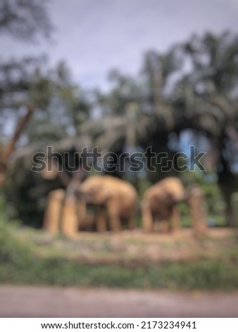 Defocused abstract background of elephants