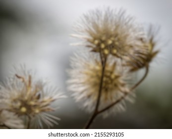 Defocused abstract background of Emilia Sonchifolia, commonly known as Lilac Tassel Flower or Cupid's Shaving Brush, in the garden
