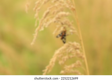 Defocused abstract background of flies perching on weeds in garden