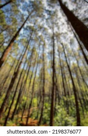 Defocused Abstract Background Of Forest Located West Bandung Of Indonesia