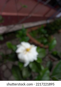 Defocused Abstract Background Of Gardenia