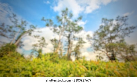 Defocused Abstract Background Of Indonesian Peat Forest And Cloud Landscapes.