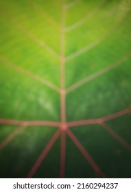 Defocused abstract background of leaf.