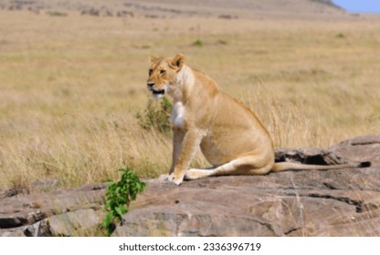 defocused abstract background of lion sit young - Powered by Shutterstock