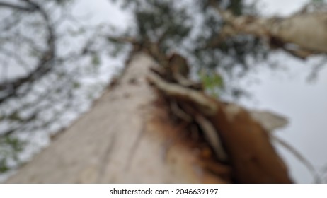 Defocused Abstract Background Of Melaleuca Leucadendra