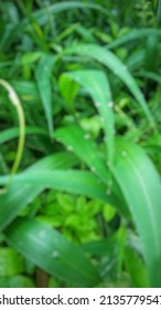 Defocused Abstract Background Of Millet Grass