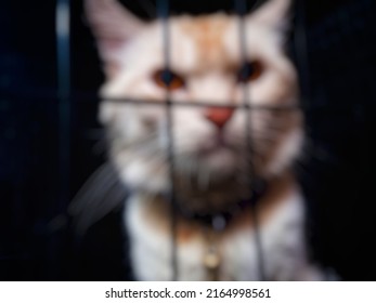 Defocused Abstract Background Ofa Cat Trapped In A Cage.