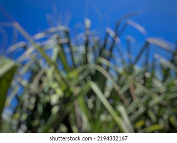 Defocused Abstract Background Of Pandanus Leaves