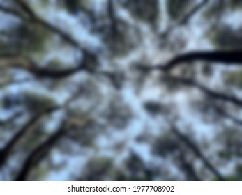 Defocused Abstract Background Of Pine Tress