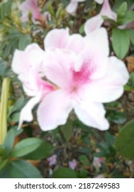 Defocused Abstract Background Of Pink Azalea Houseplant