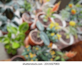 Defocused Abstract Background of Plants  - Shutterstock ID 2311027003