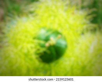 Defocused abstract background of Rambusa, mini passion fruit or ermot