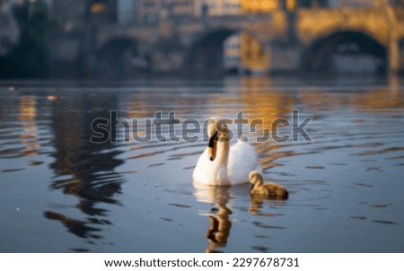 defocused abstract background of  swan bird lake