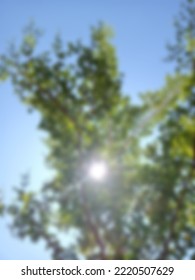 Defocused Abstract Background Of Tree
