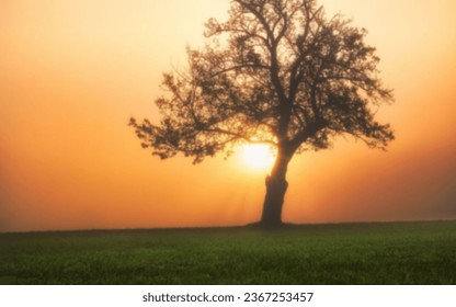 defocused abstract background of tree sunset fog - Shutterstock ID 2367253457