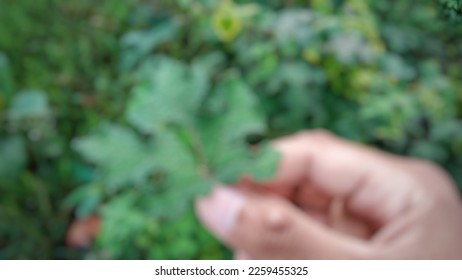 Defocused abstract background of triangular leaves
