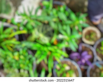 defocused abstract background of various kinds of ornamental plants. - Shutterstock ID 2022315647