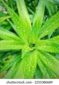 defocused abstract background wet fresh green leaves after rain