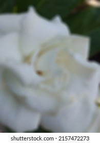 Defocused Abstract Background Of White Gardenia Flowes