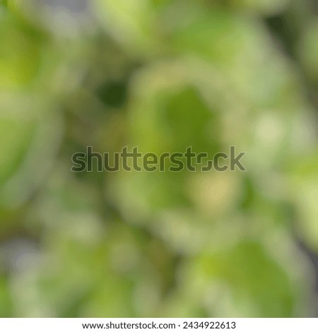 Defocused abstract background of wide pale green leaves.
